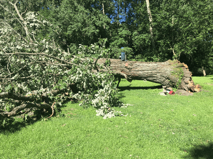 Giant Oak from near New Carlise